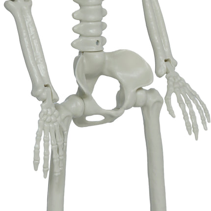 Halloween-skelett med rörliga delar