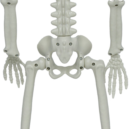 Halloween-skelett med rörliga delar