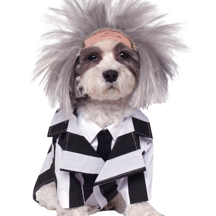 Beetlejuice hundkostym