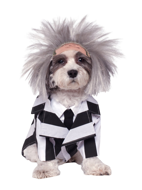 Beetlejuice hundkostym