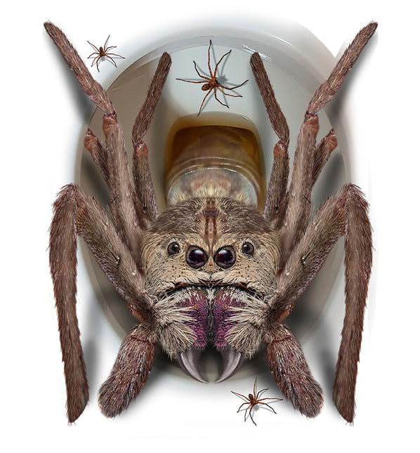 Halloween-dekoration Toalettspindel