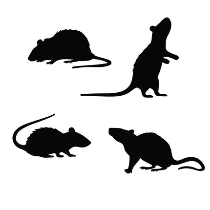 Halloween bordsdekoration råttor