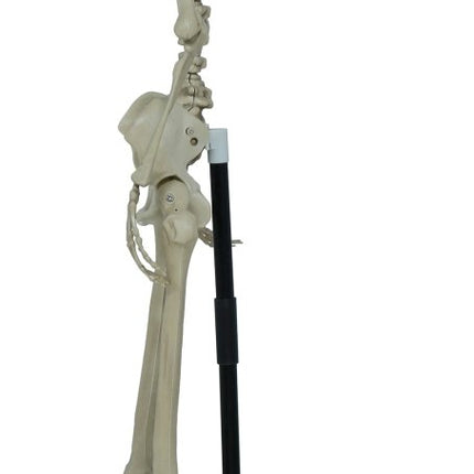 Halloween Skelet Op Standaard 1,55m van Fiestas Guirca koop je bij Partywinkel